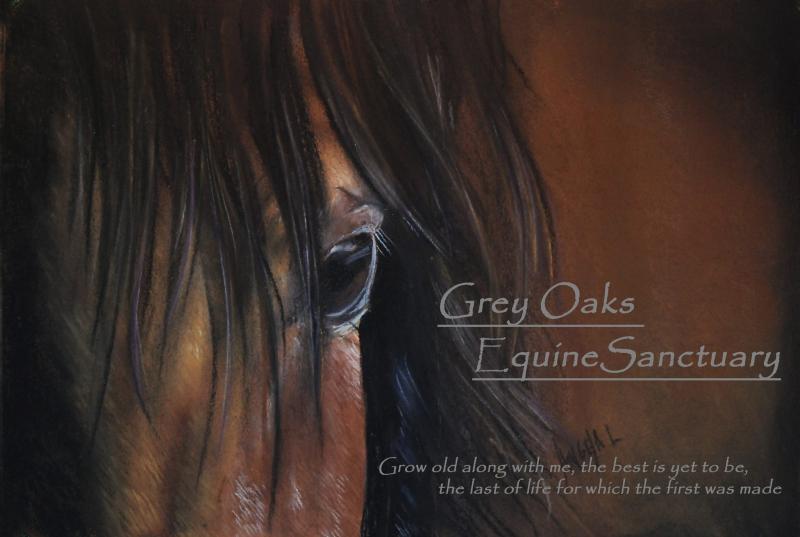 Grey Oaks Farm Equine Sanctuary